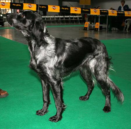 This is a classic example of a Blue Picardy Spaniel, also known as an Épagneul de Picardie Bleu.