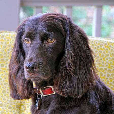 This is a classic example of a Boykin Spaniel, with a beautiful chestnut brown coat and stunning amber eyes.