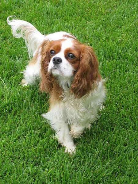 A handsome Cavalier King Charles spaniel, with a Blenheim coat, on the grass in the park, looking up at his owner.