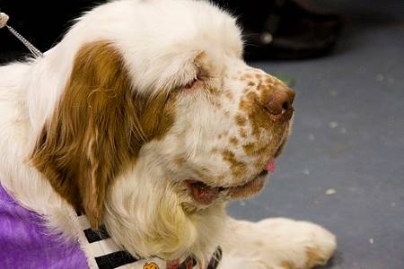 A headshot of a Clumber Spaniel, with the typical orange markings on his coat. The clumber is the heaviest of the Spaniel breeds.