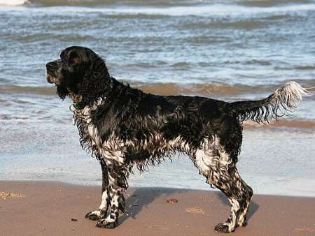 A very wet, English Springer Spaniel standing on the beach at the edge of the shoreline.