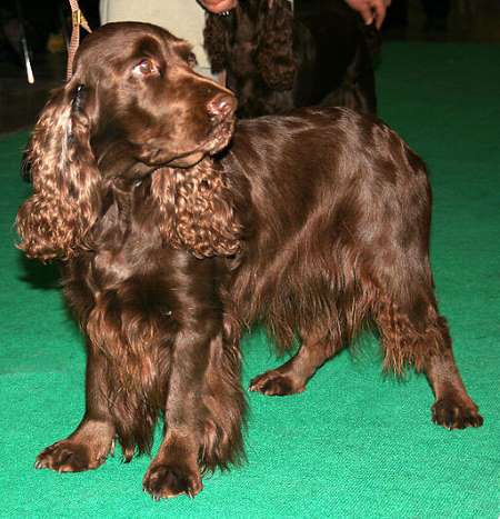 This is a classic example of a Field Spaniel (not to be confused with the working cocker). It has a beautiful, glossy, chocolate-brown coat and alert dark brown eyes.