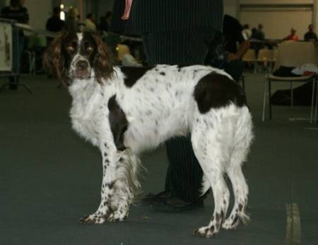 The French Spaniel, also known as an Épagneul français, standing in the show-ring waiting to be judged.