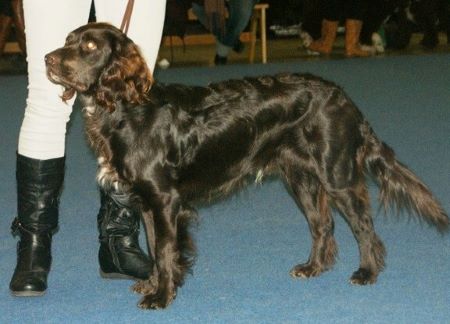 A German spaniel with a glossy brown coat, on a leash, standing in the show-ring waiting to be judged.