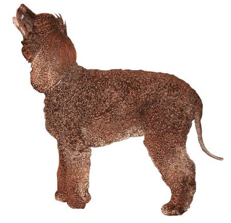 This is a beautiful example of a brown Irish Water Spaniel, photographed against a white background.