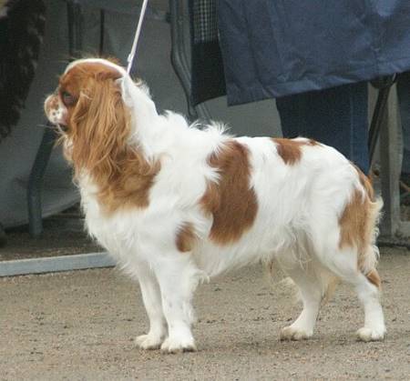 A classic example of a King Charles spaniel (Blenheim coat) standing in the show-ring.