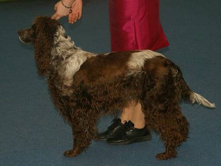 A typical example of a Pont Audemer Spaniel, which is rarely seen outside of France.