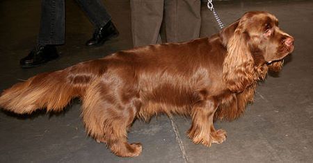 A beautiful example of a Sussex spaniel, with its glossy liver/chestnut coloured coat, and its short legs.