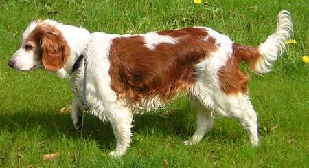 A lovely example of a Welsh Springer Spaniel, standing on green grass, studded with Dandylions.