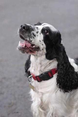 This noisy cocker spaniel is being taught how to stop barking. Black and white Cocker Spaniel, barking. Learn how to stop your dog from barking.