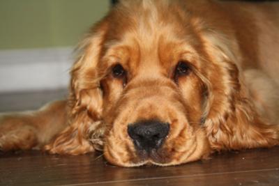 Close up of a golden cocker spaniel puppy lying on a wooden floor.