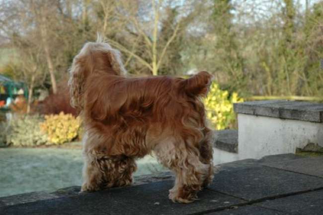 how old does a puppy have to be to dock his tail