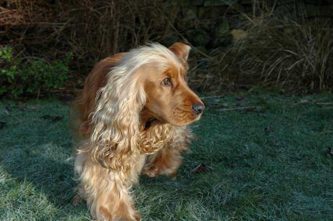A sun-drenched golden Cocker Spaniel with a docked tail, standing in the garden.