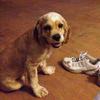 This Cocker Spaniel Puppy Likes To Bite Shoes!