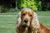 Golden Cocker Spaniel - Just Beautiful!