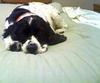Cocker Spaniel - Chilling Out On The Bed!