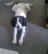 Lelah - My Lovely Sprocker Spaniel