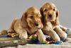 Raising Two Beautiful Cocker Spaniel Puppies - How Difficult Can This Be?
