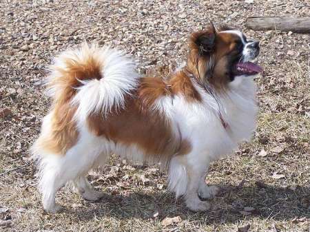 A fine example of a Tibetan Spaniel standing on gravel showing off his liver and white coat.