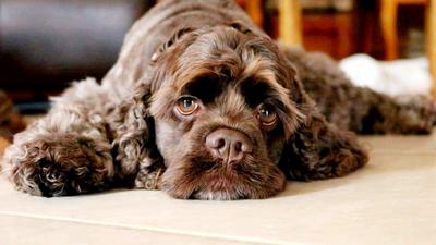 A tired brown cocker spaniel lying facing the camera.