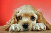 Golden cocker spaniel with fabulous eyes, lying on the floor looking so cute. Pink background.