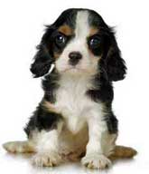 Very small black, tan and white cocker spaniel puppy with a very stern expression. White background.