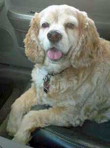 Buff-colored Cocker Spaniel, panting.