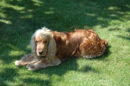 Training a puppy to lie down is a very useful command and could even help to save his life! Golden cocker spaniel puppy lying down on the grass, in training.
