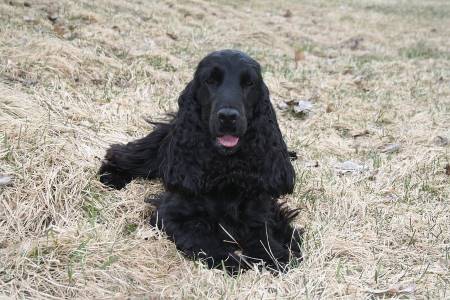 Black cocker spaniel being trained to lie down on command. Isn't he a good boy? Black cocker spaniel being trained to lie down on command. He is lying in a rain-parched field.