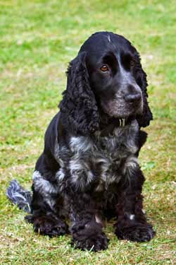 blue roan cocker spaniel puppy