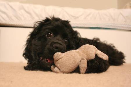 Black American cocker spaniel playing with his soft toy rabbit. Beige sofa behind him.