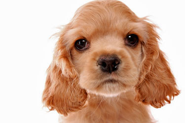 unique cocker spaniel names