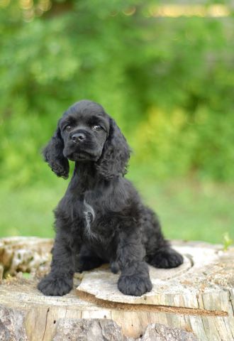 Black cocker spaniel puppy sitting on a tree stump against a beautiful green backdrop.