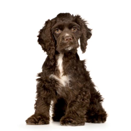 unique cocker spaniel names