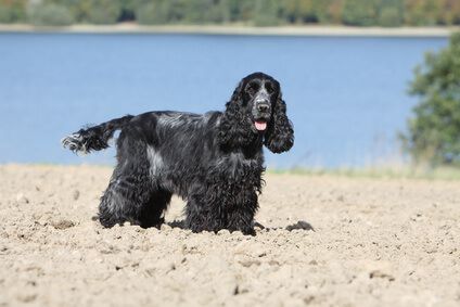 unusual girl dog names