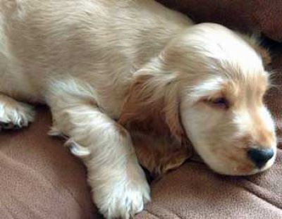 Beautiful light golden cocker spaniel puppy almost nodding off!