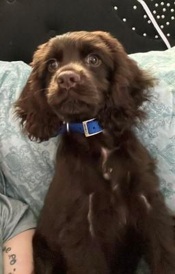 A beautiful chocolate Cocker Spaniel with a unique puppy name, Jaxx 