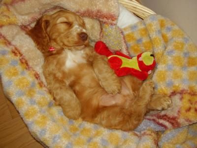 Lenny the Wonder Dog. He's a gorgeous golden Cocker Spaniel puppy sleeping in his bed.
