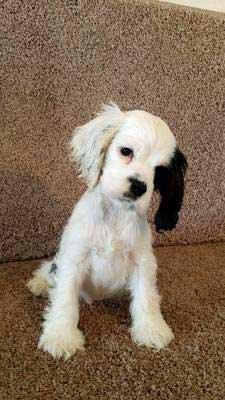 Sully is a beautiful white Cocker Spaniel puppy with one black ear, which is very unusual. He's gorgeous!
