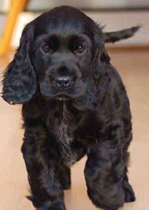 Cute black cocker spaniel puppy trotting towards the camera.