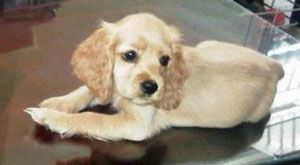 Buff-coloured Cocker Spaniel puppy lying on the kitchen floor.