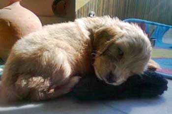 This cute little golden Cocker Spaniel puppy doesn't care what his name is; he's too busy snoozing!