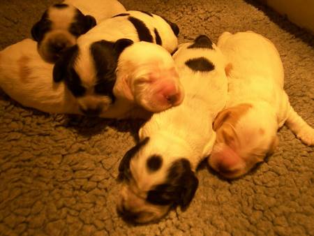 Five gorgeous newborn cocker spaniel puppies, snuggling together under a warming heat lamp. Five newborn cocker spaniel puppies huddled together, sleeping on vet bedding with a heat lamp keeping them warm.