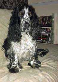 I Have A Viscious Cocker Spaniel!