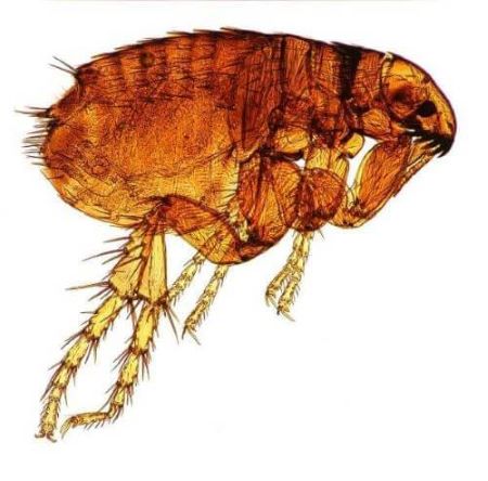 Magnified photo of a dog flea. It looks almost transparent and is orange coloured. The background is white.