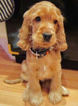 8 week old sales cocker spaniel puppy