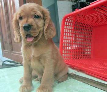 Cute golden cocker spaniel puppy sitting by a red plastic basket