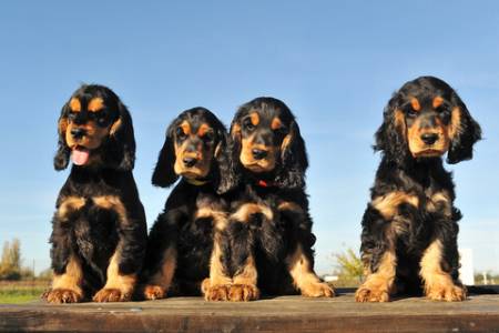 Four cute black and tan cocker spaniel puppies sitting on decking. Beautiful blue sky.