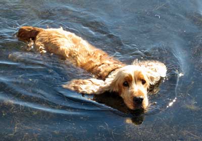 Golden cocker spaniel adult dog, swimming in a lake.