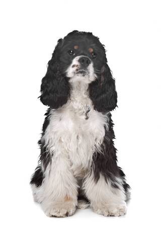 Black, tan, and white American cocker spaniel, sitting. Shown on a white background.